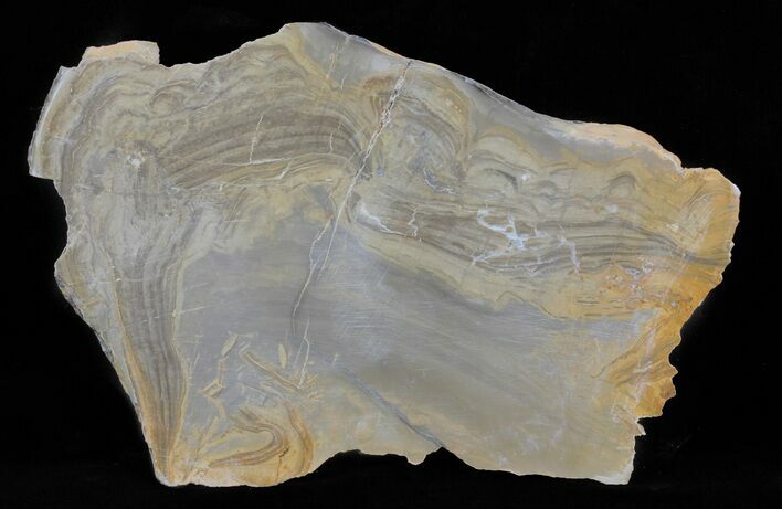 Devonian Stromatolite Slice - Orkney, Scotland #61085